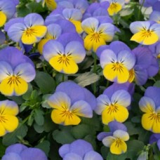 Фиалка рогатая ВИВАЛЬДИ БЛЮ ЕЛЛОУ ЛИП